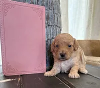 White girl, a female Poodle - Toy  for sale in Tupelo, MS – 1 of 3