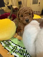 Green, a male Poodle - Toy  for sale in Tupelo, MS – 3 of 6