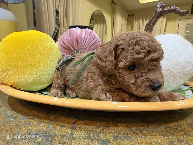 Green – Poodle - Toy  puppy for sale in Tupelo, MS