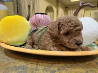 Green, a male Poodle - Toy  for sale in Tupelo, MS – 1 of 6