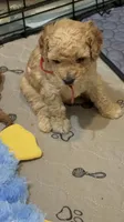 Red , a male Poodle - Toy  for sale in Tupelo, MS – 4 of 9