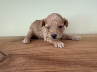 Tiny Toy Poodle Girl, a female Poodle - Toy  for sale in Tupelo, MS – 3 of 4