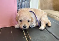 Purple girl, a female Poodle - Toy  for sale in Tupelo, MS – 3 of 3