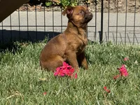 Dolly, a female Brussels Griffon for sale in Fremont, CA – 4 of 5