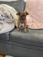 Dolly, a female Brussels Griffon for sale in Fremont, CA – 5 of 5
