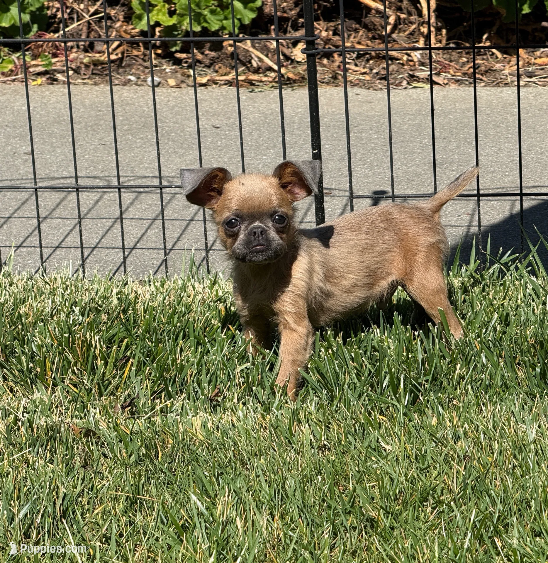 Extra Tiny -  Bluey, a male Brussels Griffon for sale in Fremont, CA – 1 of 3