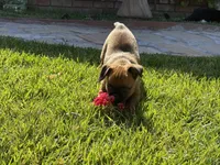 Robby, a male Brussels Griffon for sale in Fremont, CA – 2 of 3