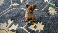 Dolly, a female Brussels Griffon for sale in Fremont, CA – 2 of 5