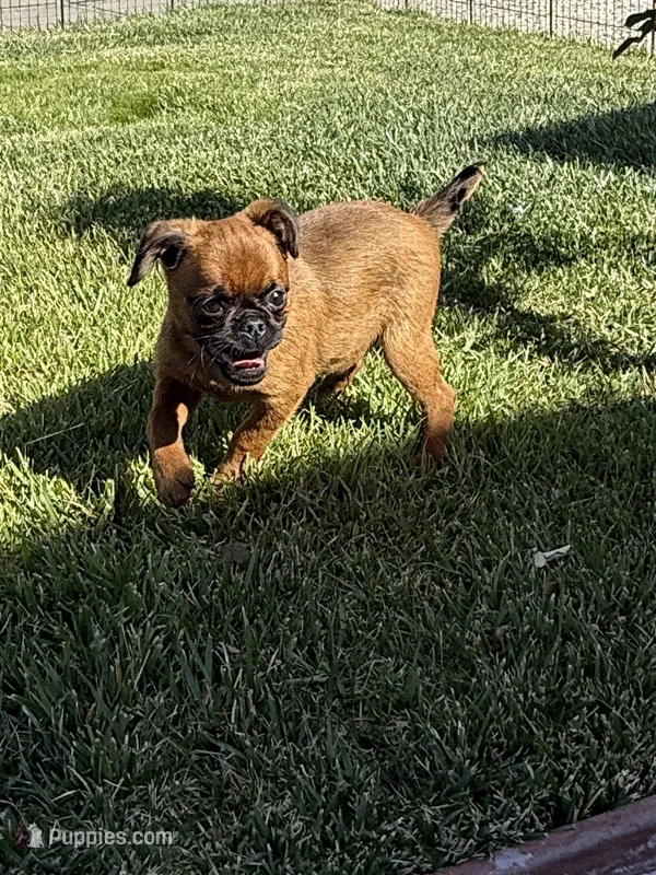 Robby – Brussels Griffon puppy for sale in Fremont, CA