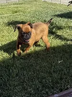Robby, a male Brussels Griffon for sale in Fremont, CA – 1 of 3