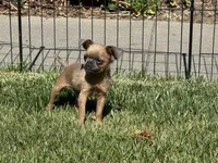 Extra Tiny -  Bluey, a male Brussels Griffon for sale in Fremont, CA – 3 of 3