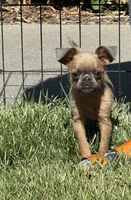 Extra Tiny -  Bluey, a male Brussels Griffon for sale in Fremont, CA – 2 of 3