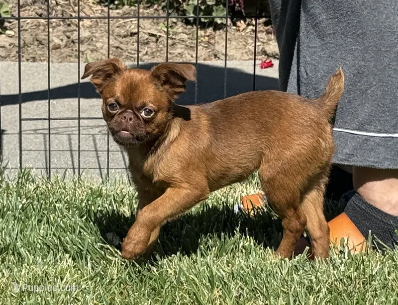 Dolly – Brussels Griffon puppy for sale in Fremont, CA