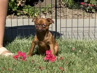 Dolly, a female Brussels Griffon for sale in Fremont, CA – 3 of 5