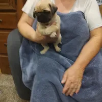 4, a male Pug for sale in Bradenton, FL – Photo 4 of 7