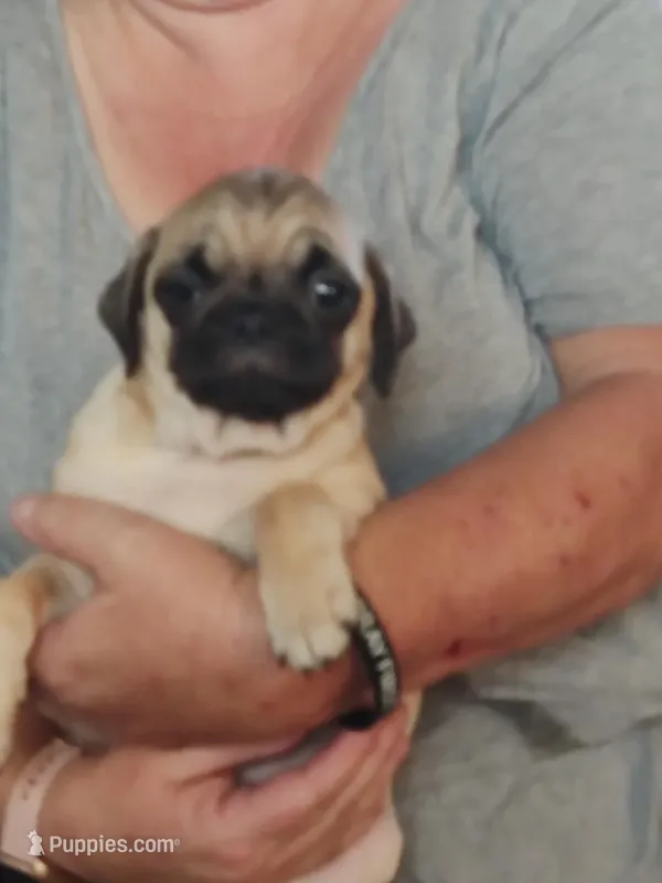 4 – Pug puppy for sale in Bradenton, FL