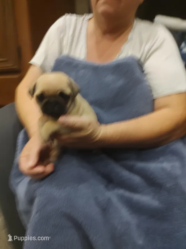 4, a male Pug for sale in Bradenton, FL – Photo 1 of 2
