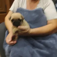 4, a male Pug for sale in Bradenton, FL – Photo 3 of 7