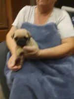 4, a male Pug for sale in Bradenton, FL – Photo 1 of 2