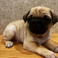 4, a male Pug for sale in Bradenton, FL – Photo 5 of 7