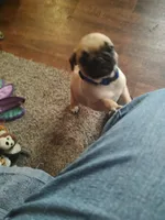4, a male Pug for sale in Bradenton, FL – Photo 6 of 7