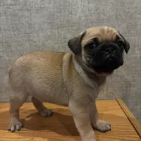 4, a male Pug for sale in Bradenton, FL – Photo 2 of 7