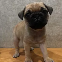 4, a male Pug for sale in Bradenton, FL – Photo 1 of 7