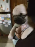 1, a male Pug for sale in Bradenton, FL – Photo 2 of 2
