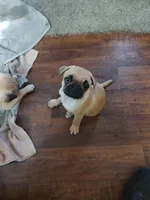 1, a female Pug for sale in Bradenton, FL – Photo 7 of 8