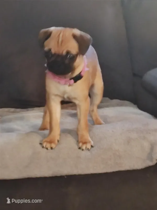 1 – Pug puppy for sale in Bradenton, FL