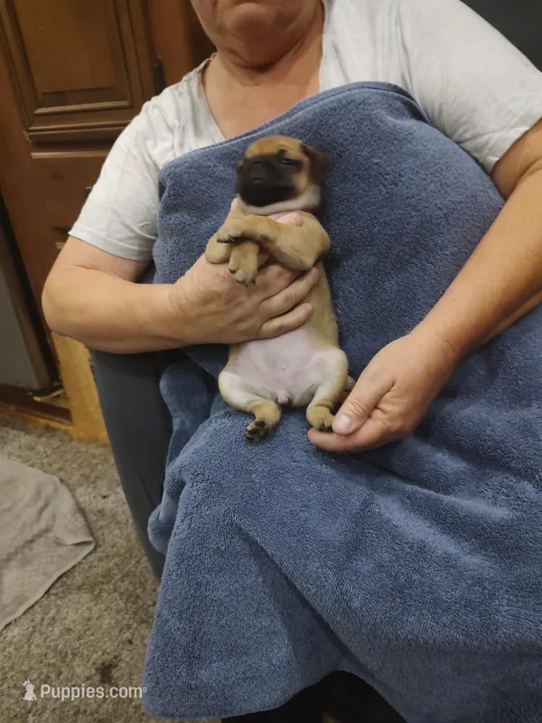 1, a female Pug for sale in Bradenton, FL – Photo 1 of 2