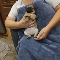 1, a female Pug for sale in Bradenton, FL – Photo 2 of 8