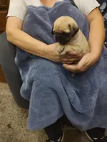 6, a male Pug for sale in Bradenton, FL – Photo 3 of 3