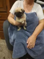 6, a male Pug for sale in Bradenton, FL – Photo 2 of 3
