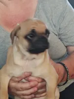 6, a male Pug for sale in Bradenton, FL – 10 of 10