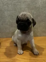 2, a female Pug for sale in Bradenton, FL – Photo 2 of 9