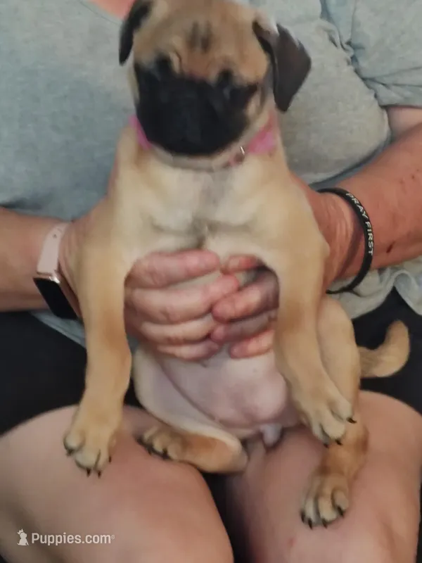 2 – Pug puppy for sale in Bradenton, FL
