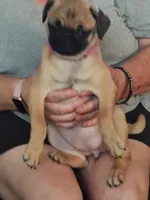 2, a female Pug for sale in Bradenton, FL – 3 of 10