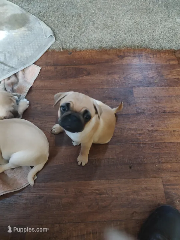 2 – Pug puppy for sale in Bradenton, FL