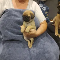 2, a female Pug for sale in Bradenton, FL – Photo 4 of 9