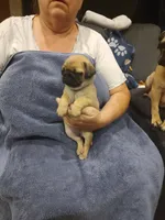 2, a female Pug for sale in Bradenton, FL – Photo 4 of 4