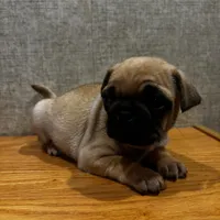 2, a female Pug for sale in Bradenton, FL – Photo 7 of 9
