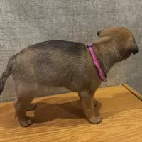 2, a female Pug for sale in Bradenton, FL – Photo 8 of 9