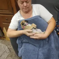 2, a female Pug for sale in Bradenton, FL – Photo 6 of 9