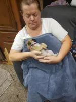 2, a female Pug for sale in Bradenton, FL – Photo 3 of 4