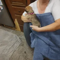 2, a female Pug for sale in Bradenton, FL – Photo 3 of 9