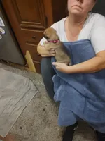 2, a female Pug for sale in Bradenton, FL – Photo 1 of 4