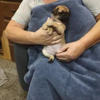 2, a female Pug for sale in Bradenton, FL – Photo 5 of 9