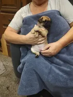 2, a female Pug for sale in Bradenton, FL – Photo 2 of 4