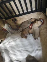 3, a female Pug for sale in Bradenton, FL – Photo 2 of 2